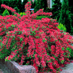 Red Weigela Shrub Plant Live, Hardy Shrub, 2-3 Ft Tall