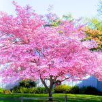 Pink Dogwood Tree Plant Live, Pink Dogwood Trees for Planting Outdoors, Pink Flowering Dogwood Tree, 6 to 12 Inc Tall in 2.5 Inc Pot