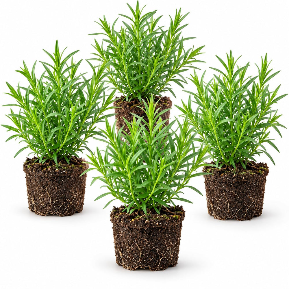4 Hardy Tarragon Plants, Herb Plant, 4-8 Inch Tall