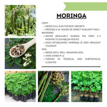 Moringa Plant Live in 4 Inch Pot, Moringa Oleifera Drumstick Tree, Hardy Perennial Herb Plant
