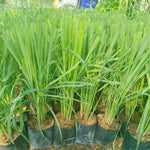Set 6 of Lemon Grass Live Plant, Lemongrass Plants Stalks, Between 4 and 6 Inc Long