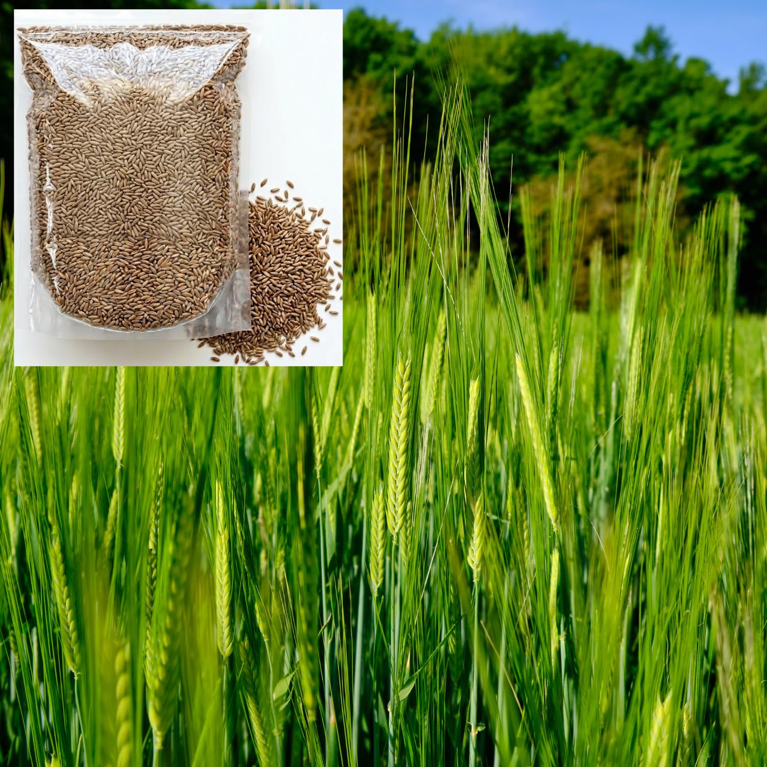 5 Lb Rye Cover Crop Seeds for Planting Lawn, Cover Crop Seeds, Garden Grass Seed, Easy to Plant Outdoor