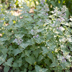 Set 3 Catnip Live Plants, Starter Herb Plants 4-7 Inches, Perennial Catnip for Outdoor Garden