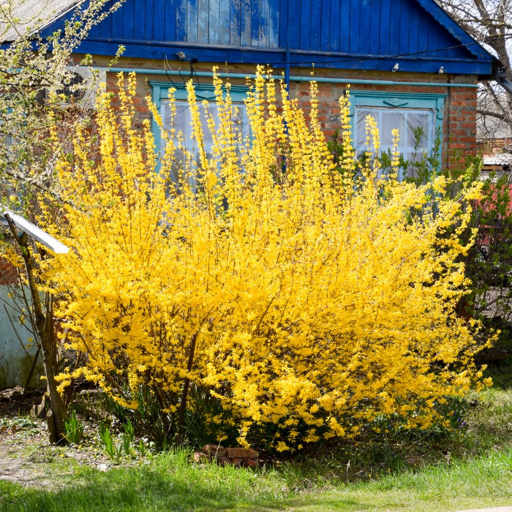 2 Lynwood Gold Forsythia Bareroot 6 to 12 Inch Tall, Yellow Forsythia Plant Live for Planting, Fragrant Forsythia Bush Shrub Rooted Cutting