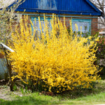 1 Lynwood Gold Forsythia Shrub 6-14 Inc Height, in Pot, Fragrant Forsythia Plant Live to Grow