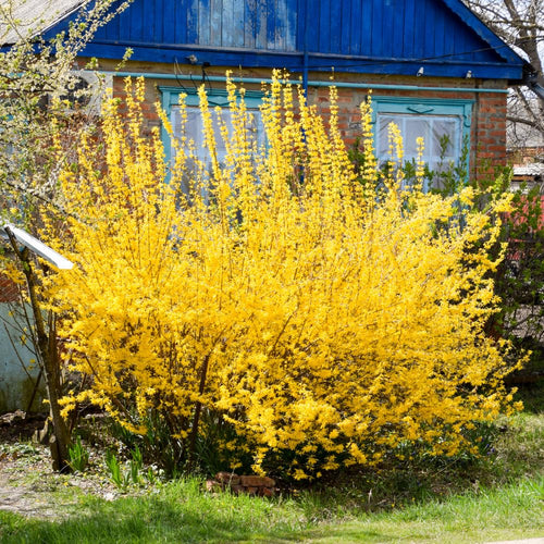 2 Lynwood Gold Forsythia Trees Bareroots Cuttings 6-12 Inch Tall, Fragrant Forsythia Plant Live, Forsythia Bush for Flowering