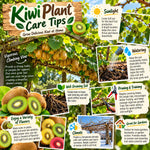 2 Hardy Kiwi Vine Live Plants, 4-6 Inch Tall