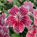 Cherry Ice Streptocarpus Lady Slipper Plants in 3.25 Inch Pot, Live Flowering Houseplant for Patio, Containers and Indoor Gardening
