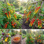 Mix Color Cherry Tomato Live Plants, 2 Plant Per Pot