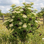 Dormant Live Elderberry Tree in Quart Pot, Sweet Fruit-Bearing Shrub, Container and Garden Planting