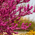 Purple Redbud Tree in Quart Pot, Hardy Red Bud Trees, Purple Flowering Tree, Winter Dormant, Border and Garden Planting