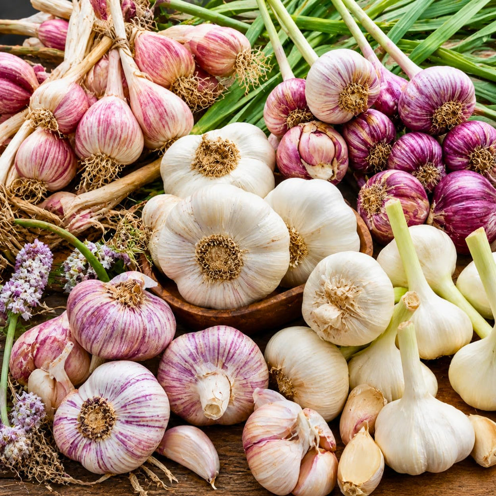 1 Pound Garlic for Planting in Spring, Mix Random, 5-6 Assorted Garlic Bulbs for Planting, Fresh and High Yield Bulb Variety Pack, Hardy and Fast Growing Softneck Hardneck