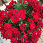 Set 2 Verbena Live Plants, Perennial Verbena Flowers, Long-Lasting, Hardy Flowering Plant for Planting (Red)