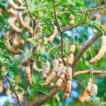 Sweet Tamarind Tree Live Plant, 2-3 Feet Tall in 1 Gallon Pot, Tropical Fruit Tree