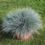 2 Pots Blue Fescue Grass Plants, Well Rooted Ornamental Hardy Grass 4-7 Inches, Outdoor Garden Planting