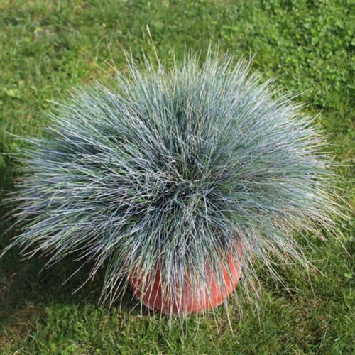 2 Pots Blue Fescue Grass Plants, Well Rooted Ornamental Hardy Grass 4-7 Inches, Outdoor Garden Planting