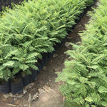 Purple Blue Jacaranda Tree Live Plant, Starter Size 6-12 Inc in Tall in 4" Pot, Vibrant Bloom, Royal Poinciana Flamboyant Like