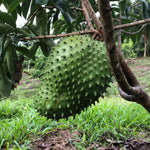 Soursop Plant Live, Guanabana Soursop Tree Live Plant, 6-10 Inches Tall in Pot, Tropical Fruit Plant