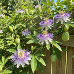Maypop Passion Flower Live Plant, Purple Incarnata Passiflora 4-8 Inches, Hardy Flowering Vine for Garden, Patio and Containers