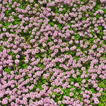 100+ Creeping Thyme Seeds, Pink Creeping Thyme Seeds Ground Cover for Landscaping, Vibrant Blooms Garden Seed