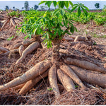 Yuca Cassava Plant Live, 4” Potted Sweet Manihot with Thick Trunk, Outdoor Planting,Yuca Cassava Tree, No CA
