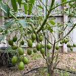 June Plum Tree Live Plant, 2-3 Feet Tall in 1 Gallon Pot, Tropical Fruit Tree