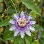 Incarnata Passion Flower Plant, Maypop Incarnata Passiflora 4–7", Well Rooted Flowering Vine for Outdoor Garden