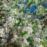 Mock Orange Shrub in Quart Pot, 6-12 Inches Tall, Fragrant Flowering Shrub, Easy Grow Garden Plants