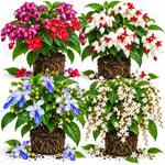 4 Mixed Clerodendrum Live Plants, Trellis Flower Vine, 5-10 Inch Tall