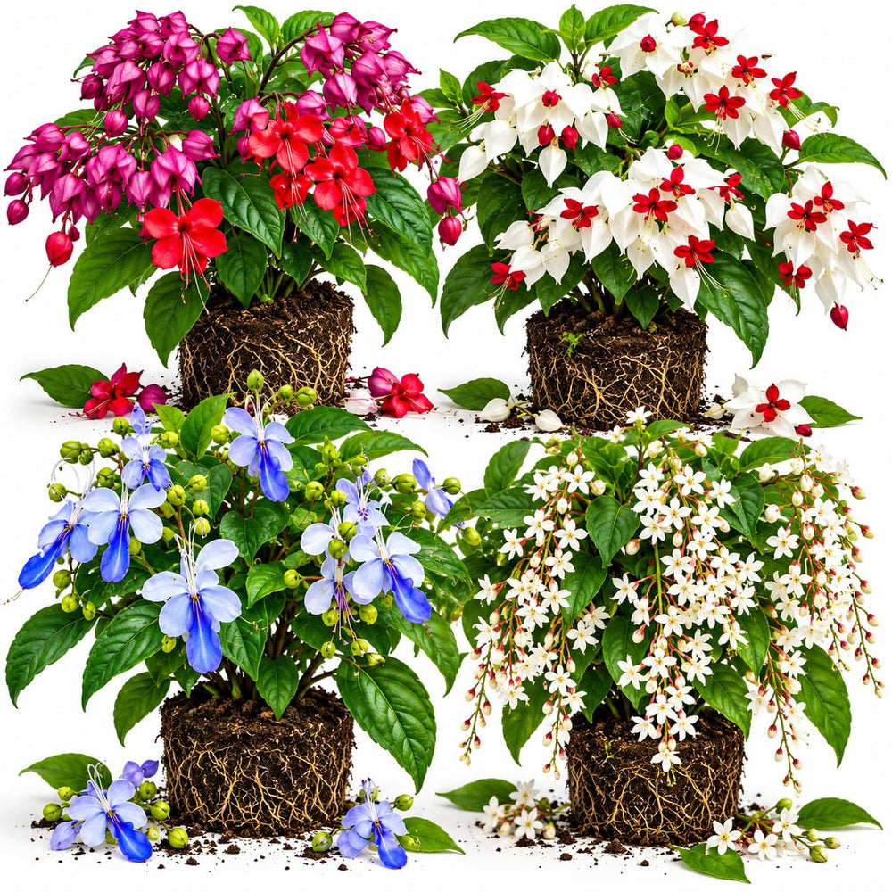 4 Mixed Clerodendrum Live Plants, Trellis Flower Vine, 5-10 Inch Tall