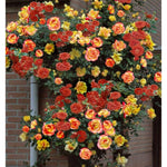 Climbing Roses Live Plants, Rose Bushes Ready to Planting, No Pot, Cut Back, Well Rooted, 6-8 Months Old (Red Orange to Yellow)