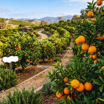 Orange Tree Live Plant, Navel Orange Plant Live, 1 Gallon Pot, Citrus Fruits Tree Garden Outdoor, No Ship to CA