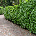 2 Cherry Laurel Shrubs Trees Live Plants, 1-2 Feet Dormant Bush Hedge Bare Roots Seedlings, Winter Hardy, Zones 6–9