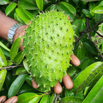 Soursop Plant Live, Guanabana Soursop Tree Live Plant, 6-10 Inches Tall in Pot, Tropical Fruit Plant