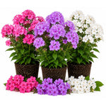 Random Upright Phlox Plant 4–7 Inches, Live Flowering Garden Plants, Hardy Perennial Phlox Flowers for Outdoor Garden