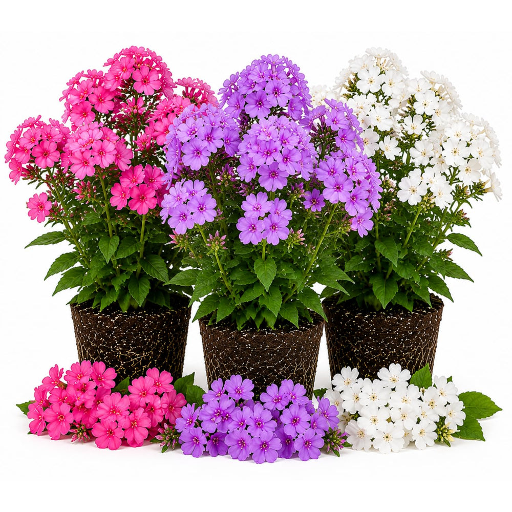 Random Upright Phlox Plant 4–7 Inches, Live Flowering Garden Plants, Hardy Perennial Phlox Flowers for Outdoor Garden
