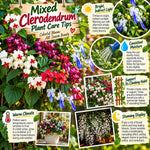 4 Mixed Clerodendrum Live Plants, Trellis Flower Vine, 5-10 Inch Tall