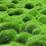 Set 10000 Zoysia Grass Seeds for Lawn, Zoysia Grass Seeds, Lawngrass Seed for Outdoor Gardening