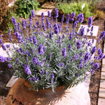 2 Fragrant Lavender Plants Live, Easy Care Decorative Lavender for Indoor Outdoor Gardens, 4-7 Inch Tall