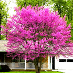 Seedling Eastern Redbud Tree Live Plant 1 Year Old, Spring Planting American Red Bud Tree Live Plant 6-14" in Tall