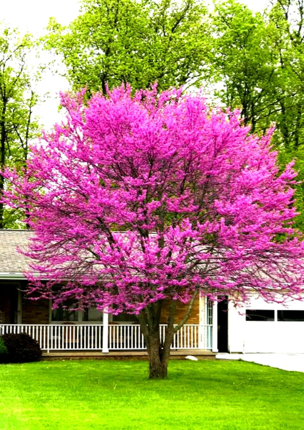 Seedling Eastern Redbud Tree Live Plant 1 Year Old, Spring Planting American Red Bud Tree Live Plant 6-14" in Tall