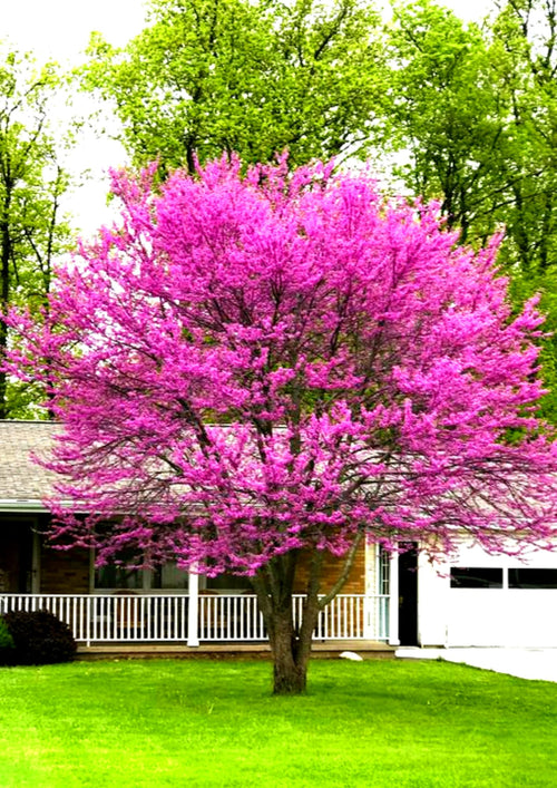 Seedling Eastern Redbud Tree Live Plant 1 Year Old, Spring Planting American Red Bud Tree Live Plant 6-14" in Tall