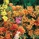 2 Mix Milkweed Plants Live, 5-8 Inch Tall, Butterfly Milkweed Asclepias Tuberosa Plant for Perennial Flower