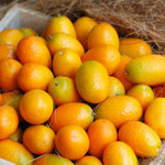 Live Kumquat Tree, 2-3Ft Tall Fruit Plant in 1 Gallon Pot, Edible Kumquat Citrus Fruit Tree for Patio and Garden Growing
