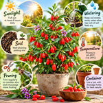 Set 2 Goji Berry Plants Live, 5-9 Inch Tall, No Pot