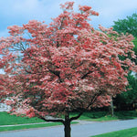 Sets 3 Pink Dogwood Trees Live Plants, 1 Year Old, 6 to 12" Tall in 2.5" Pot for Planting Outdoors, Cold Hardy, Zones 5-9