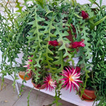 Fishbone Cactus Live Plant, Trailing Indoor Succulent in 4 Inch Pot, Pink Epiphyllum Flower Cactus 4-7 Inches, Easy Care, Home Decoration