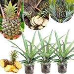 3 White Jade Pineapple Plants Live for Growing 5 to 8 Inch Height, Sweet Pineapple Fruit Tree Live Plant Home Garden