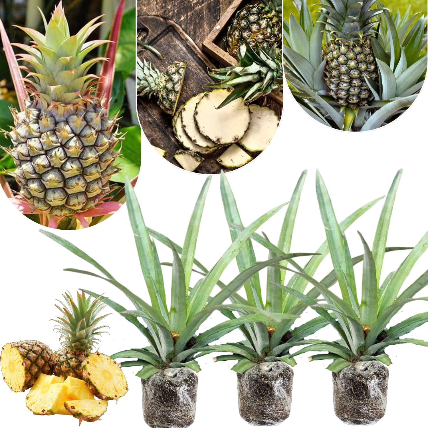 3 White Jade Pineapple Plants Live for Growing 5 to 8 Inch Height, Sweet Pineapple Fruit Tree Live Plant Home Garden