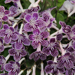 Grape Ice Streptocarpus Lady Slipper Plants in 3.25 Inch Pot, Live Flowering Houseplant for Patio, Containers and Indoor Gardening